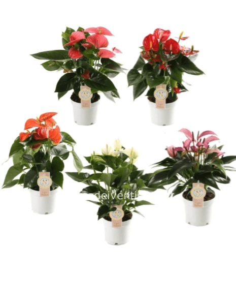 Pianta di anthurium