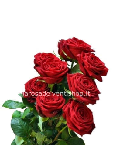 Rose rosse a stelo extra - confezionate con verdi e gipsofila