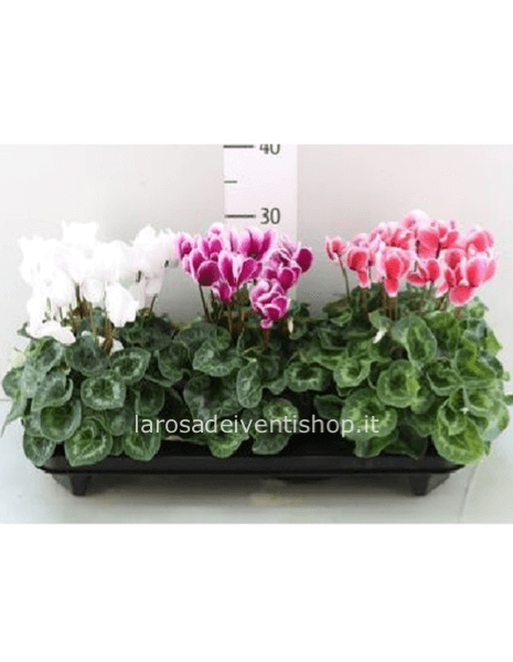 Pianta di ciclamino.