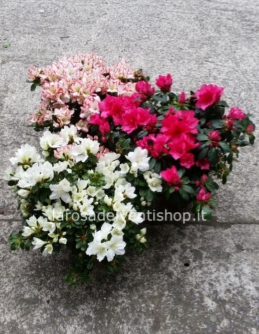 Azalea vaso 14 cm - confezionata da regalo