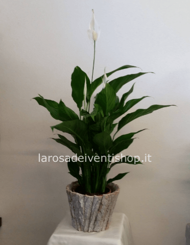 Pianta Spathiphyllum confezionata vaso 10 cm.