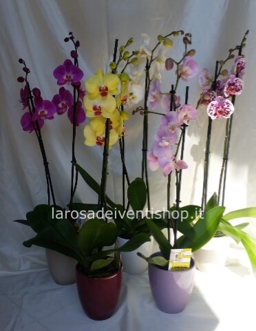 Orchidea Phalenopsis