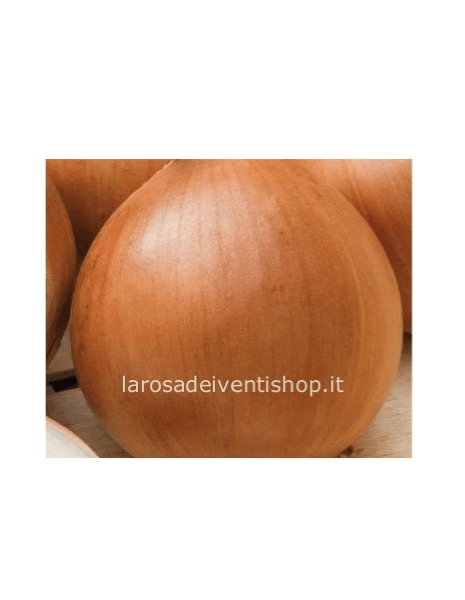 Cipolline bionde da semina. Rete da 500 gr.