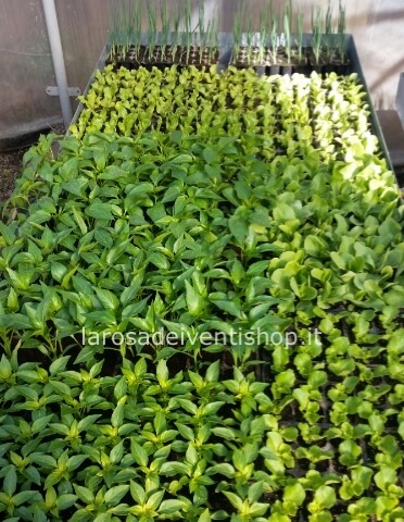 Verdure da trapianto