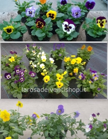 Viola del pensiero a fiore grande vaso diametro 10 cm