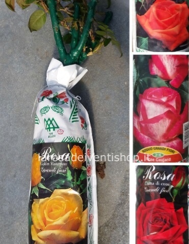 Roseto da giardino in pack - disponibile in vari colori