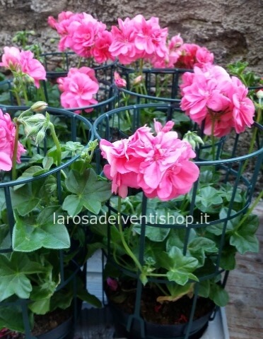 Geranio Edera fiore doppio disponibile in vari colori - Vaso diametro 14 cm.