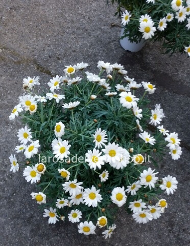 Margherita dimensione del vaso 14 cm, chioma pianta 40 cm c.a.