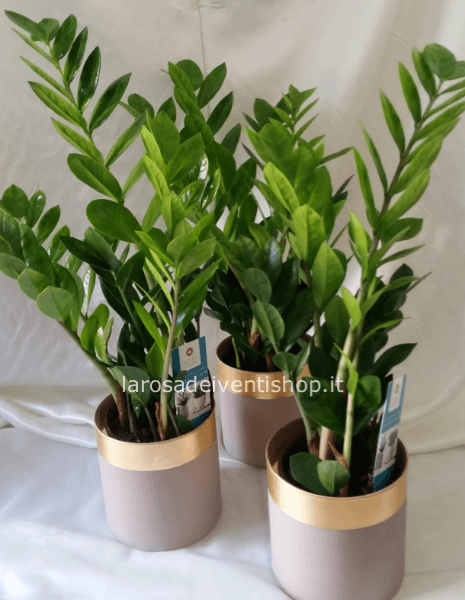 Zamioculcas v. 12 cm altezza pianta 10/15 cm - Confezionata da regalo