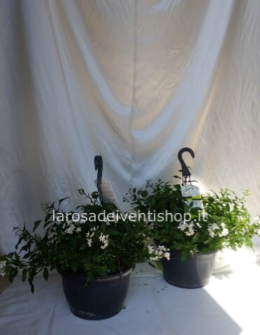 Solanum vaso 14 cm