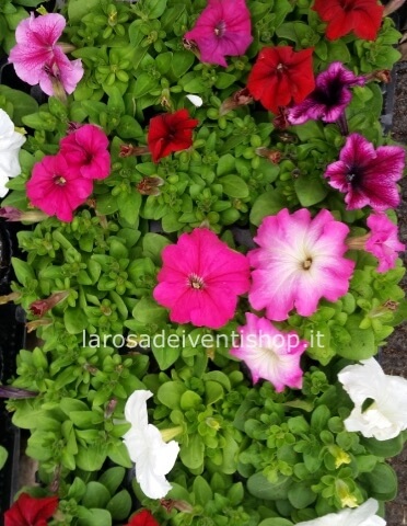 Pianta di Petunia vaso 10 cm