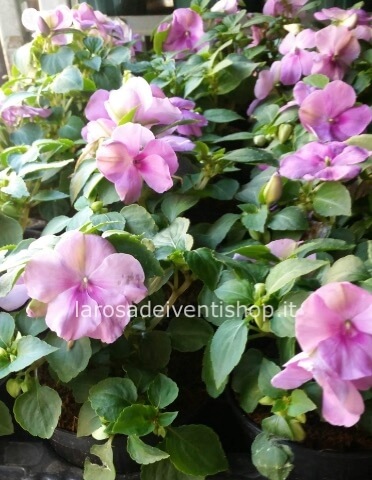 Pianta di Canna di Vetro vaso 10 cm