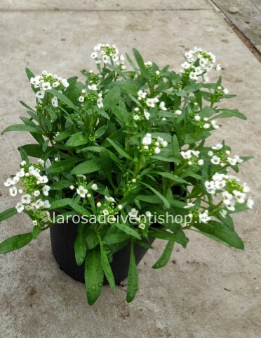 Pianta di Lobularia (Alisso) Bianca vaso 14 cm.