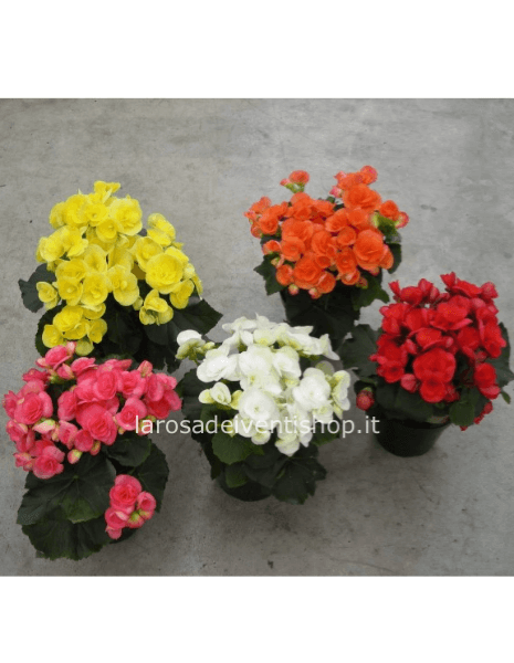 Begonia Elatior