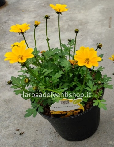 Bidens vaso diametro 10 cm