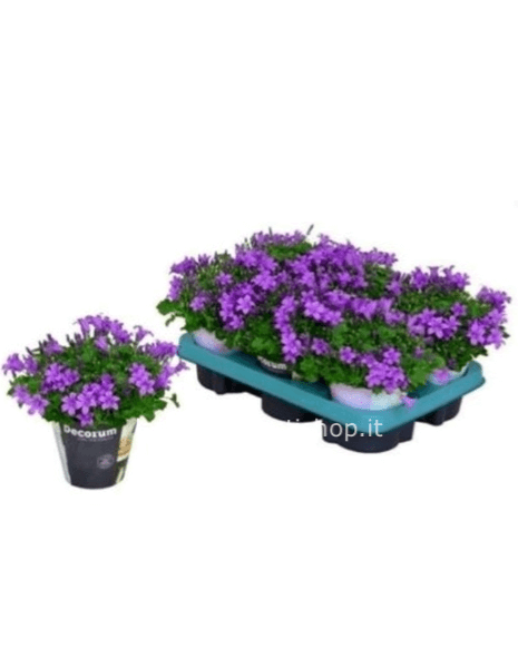 Campanula Carpatica