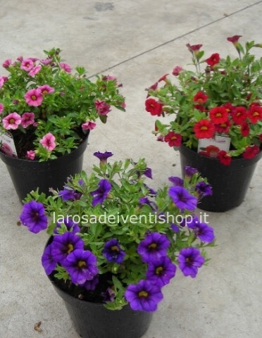 Pianta di Calibroachoa (Carillon ) monocolore vaso 14 cm