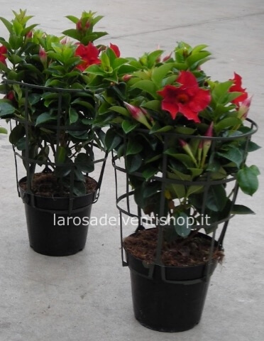 Pianta di Dipladenia vaso 14 cm.