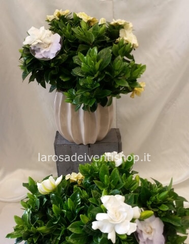 Gardenia vaso 16 cm - Confezionata da regalo