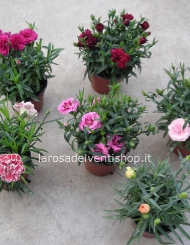 Garofani (Dianthus)
