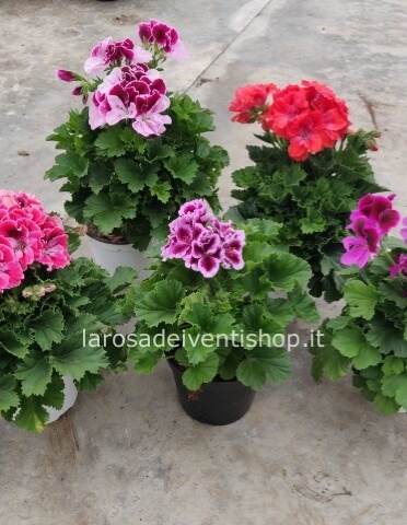 Geranio Macranta vaso 14 cm.