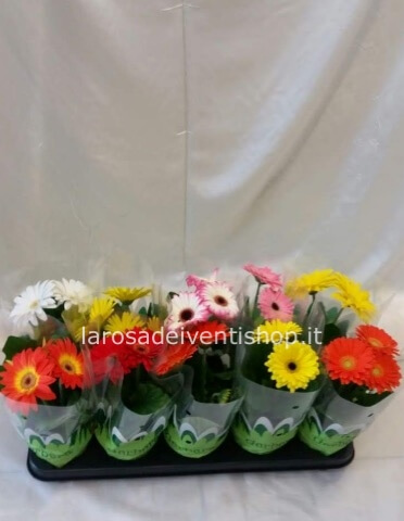 Gerbera vaso 12 cm - confezionata da regalo