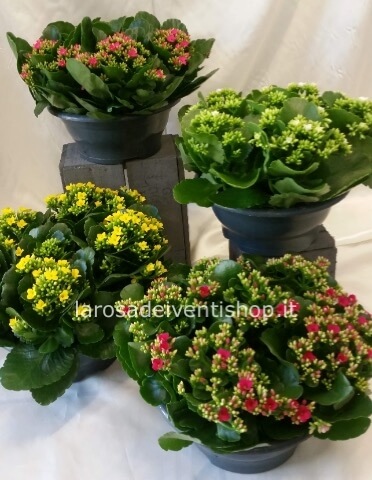 Kalanchoe vaso 9 cm