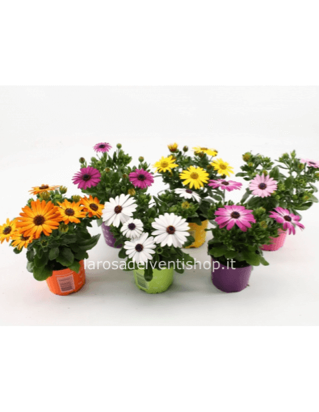 Dimorfoteca vaso 10 cm