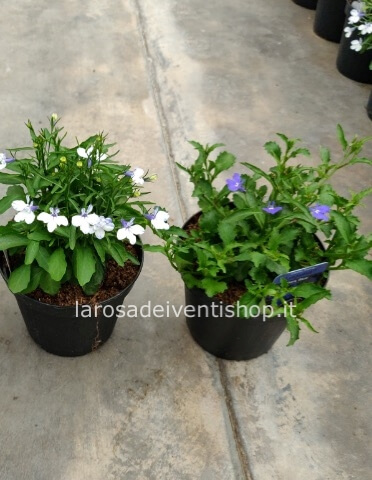 Pianta di Lobelia vaso 10 cm