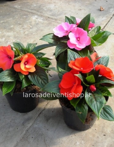 Pianta di Nuova Guinea disponibile in vari colori vaso 10 cm