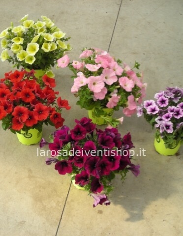 Pianta di Potunia disponibile in vari colori vaso 14 cm