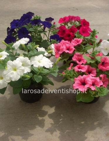 Pianta di Surfinia disponile in vari colori vaso 14 cm