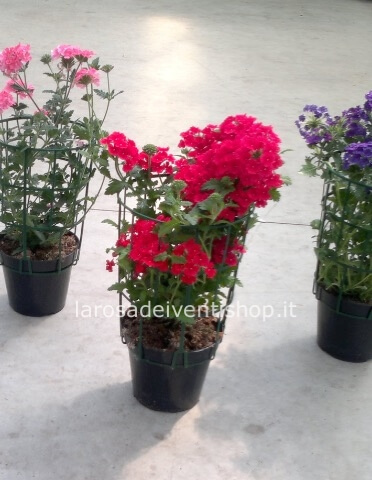 Pianta di Verbena disponibile in vari colori vaso 14 cm