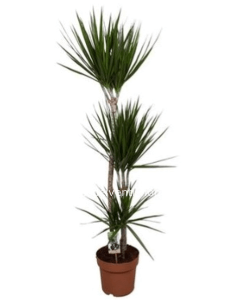 Dracena vaso diametro 16 cm 2 tronchi - Confezionata da regalo