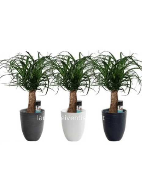 Nolina (Beaucarnea recurvata)