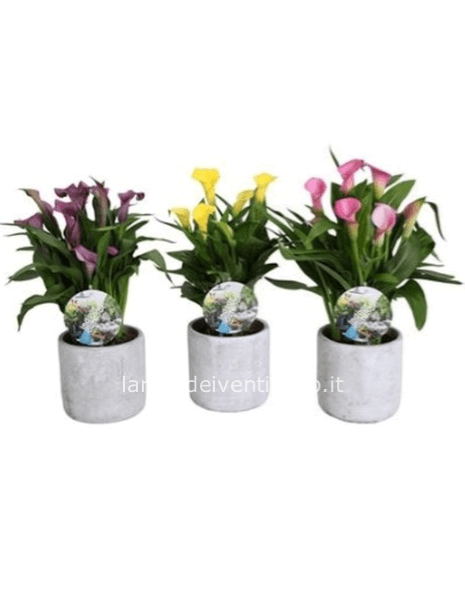 Calla Colorata