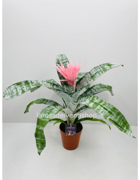 Aechmea Rosa - Vasi in ceramica rosa perlato