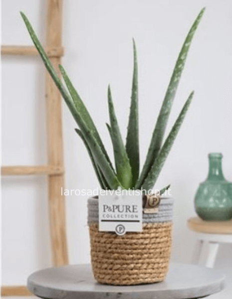Aloe Vera vaso 14 cm - Confezionata da regalo