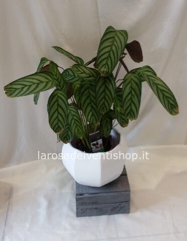 Calathea v 22 cm - confezionata da regalo