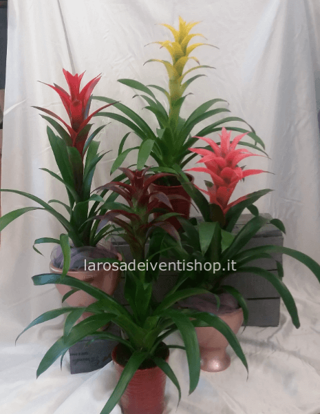 Guzmania