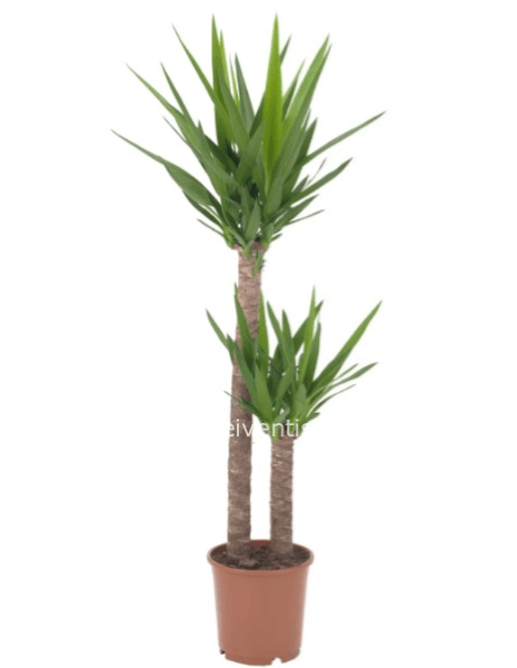 Yucca a due tronchi vaso 18 cm altezza 90 cm - Confezionata da regalo