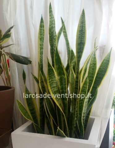 Sansevera grande vaso diam. 21 x h 100 cm - Confezionata da regalo