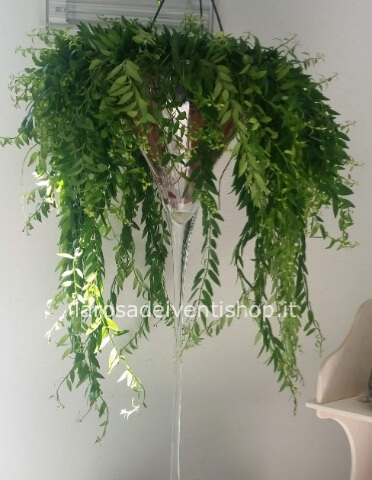 Columnea cascante vaso 17 x lung. 30 cm - Confezionata da regalo