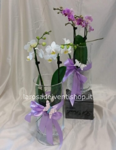 Phalenopsis fiore piccolo vaso 10 cm altezza pianta 45 cm- Confezionata da regalo