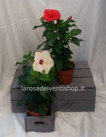 Ibiscus vaso 14 cm x h 40 cm - Confezionato da regalo