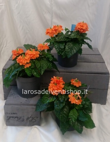 Crossandra vaso 13 cm x 22 cm - Confezionata da regalo