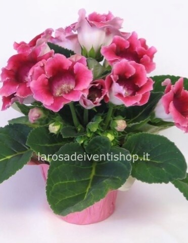 Gloxinia vaso 13 x h pianta 25 cm - Confezionata da regalo