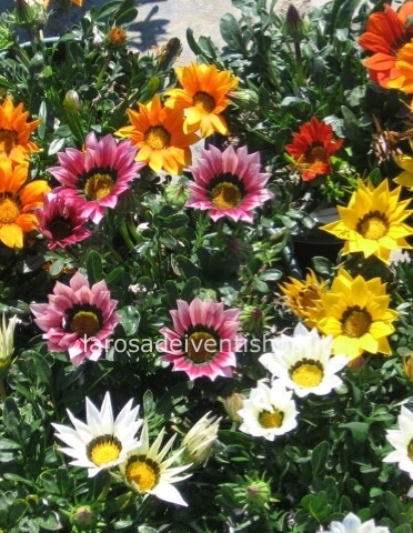 Gazania vaso 14 cm