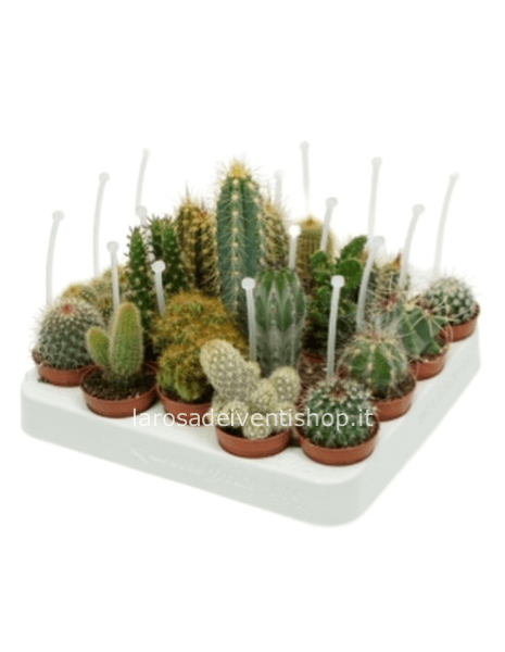 Cactus misti vaso 5 cm 