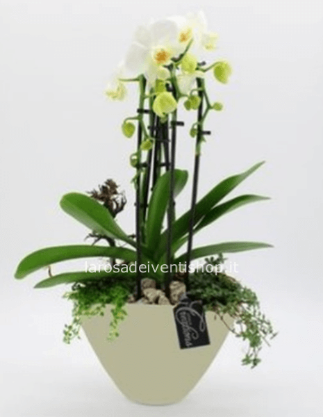 Composizione mista con Phalenopsis completa di vaso